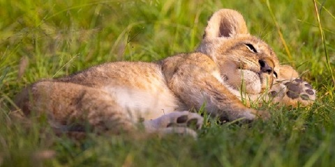 best tanzania safaris and tours 